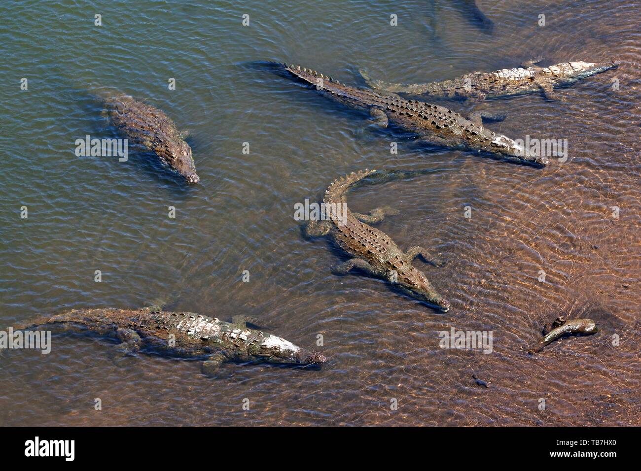 American crocodiles (Crocodylus acutus) rest in the water, Rio Tarcoles, Carara National Park, Puntarenas Province, Costa Rica Stock Photo