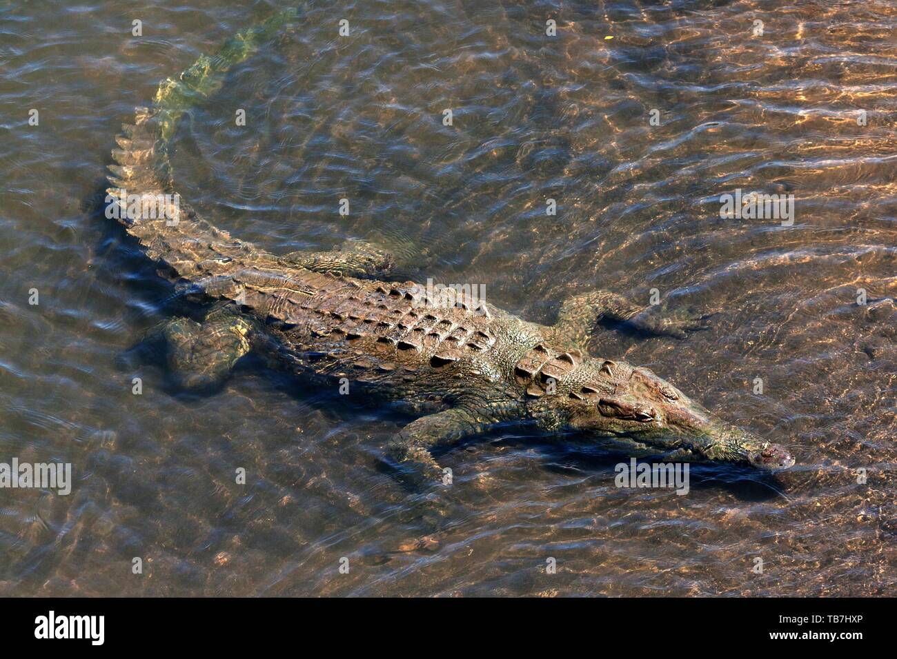 American crocodile (Crocodylus acutus) rests in water, Rio Tarcoles, Carara National Park, Puntarenas Province, Costa Rica Stock Photo