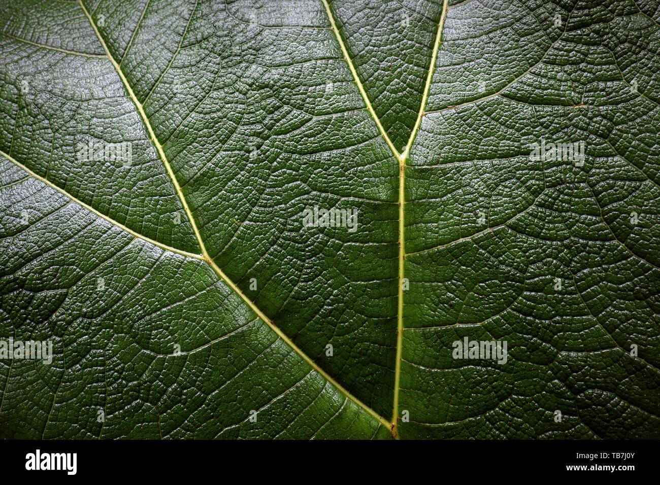 Mammoth leaf (Gunnera insignis) in cloud forest, Reserva Bosque Nuboso Santa Elena, Guanacaste province, Costa Rica Stock Photo