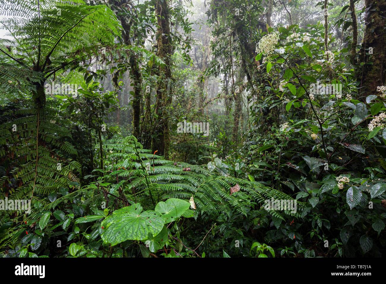 Dense vegetation in cloud forest, Reserva Bosque Nuboso Santa Elena, Guanacaste Province, Costa Rica Stock Photo