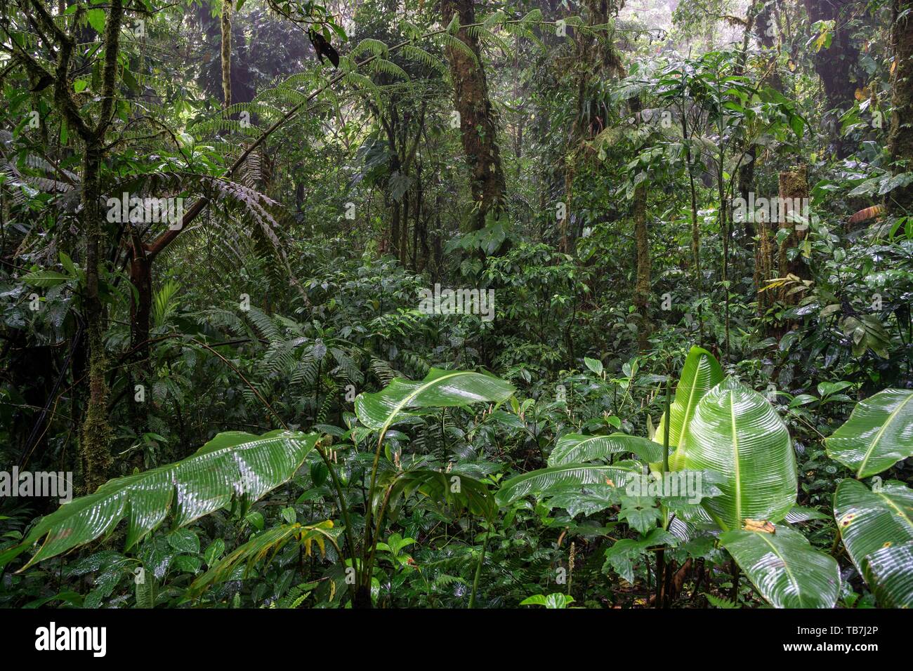 Reserva bosque nuboso santa elena hi-res stock photography and images -  Alamy