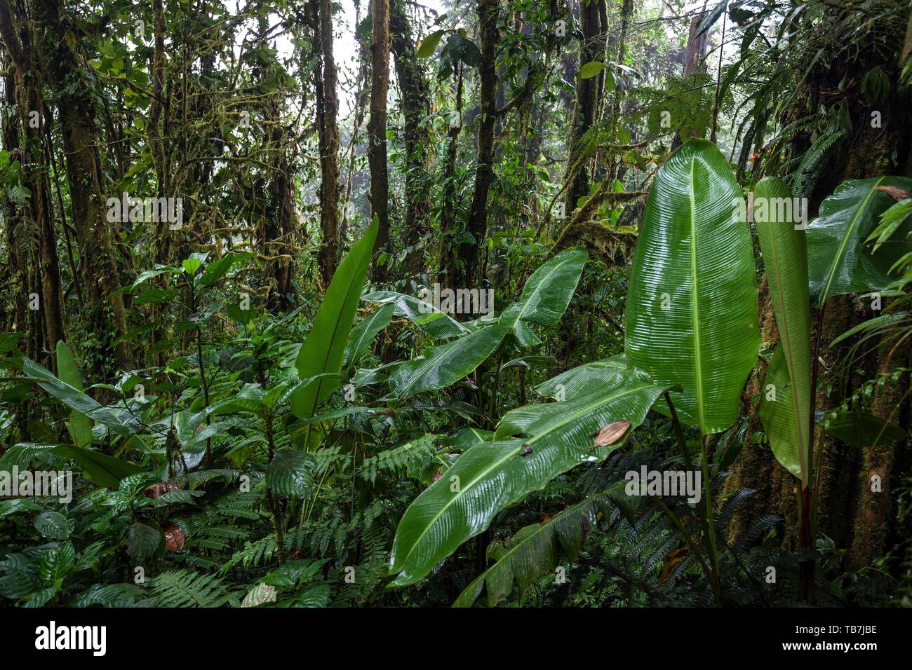 Dense vegetation in cloud forest, Reserva Bosque Nuboso Santa Elena, Guanacaste Province, Costa Rica Stock Photo