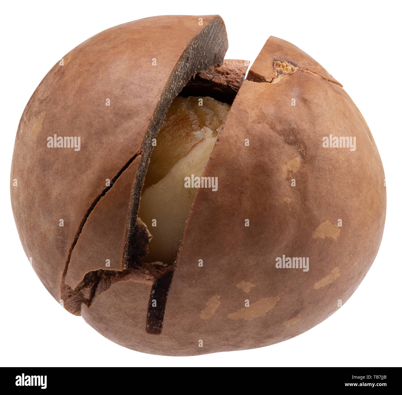 macadam nut isolated on a white background. Stock Photo