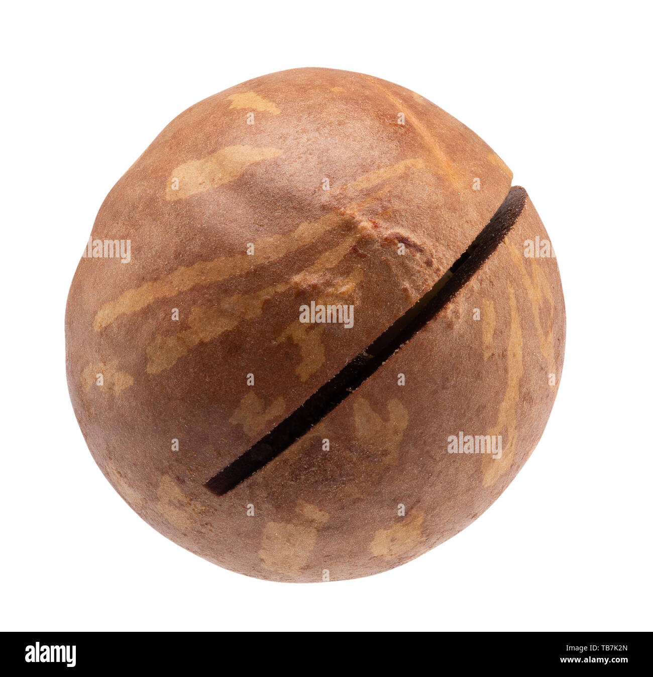 macadam nut isolated on a white background. Stock Photo