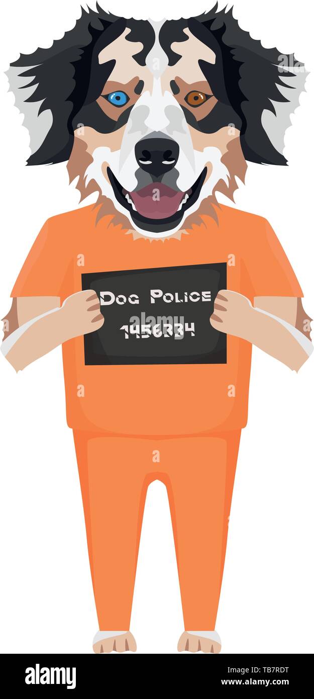 Police photo prison uniform Australian Shepherd - Mugshot of the guilty dog. The puppy dog eyes can be angry no dog lover. Stock Vector