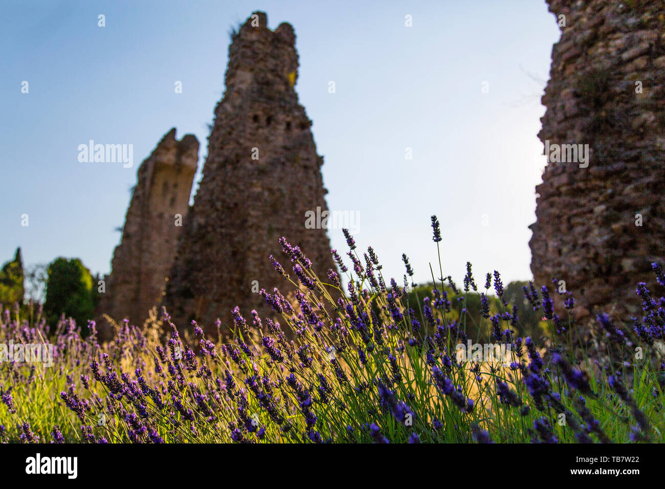 Warm sunlight shines through field of lavender with brick ruins of historic buildings in Provence, France. Stock Photo