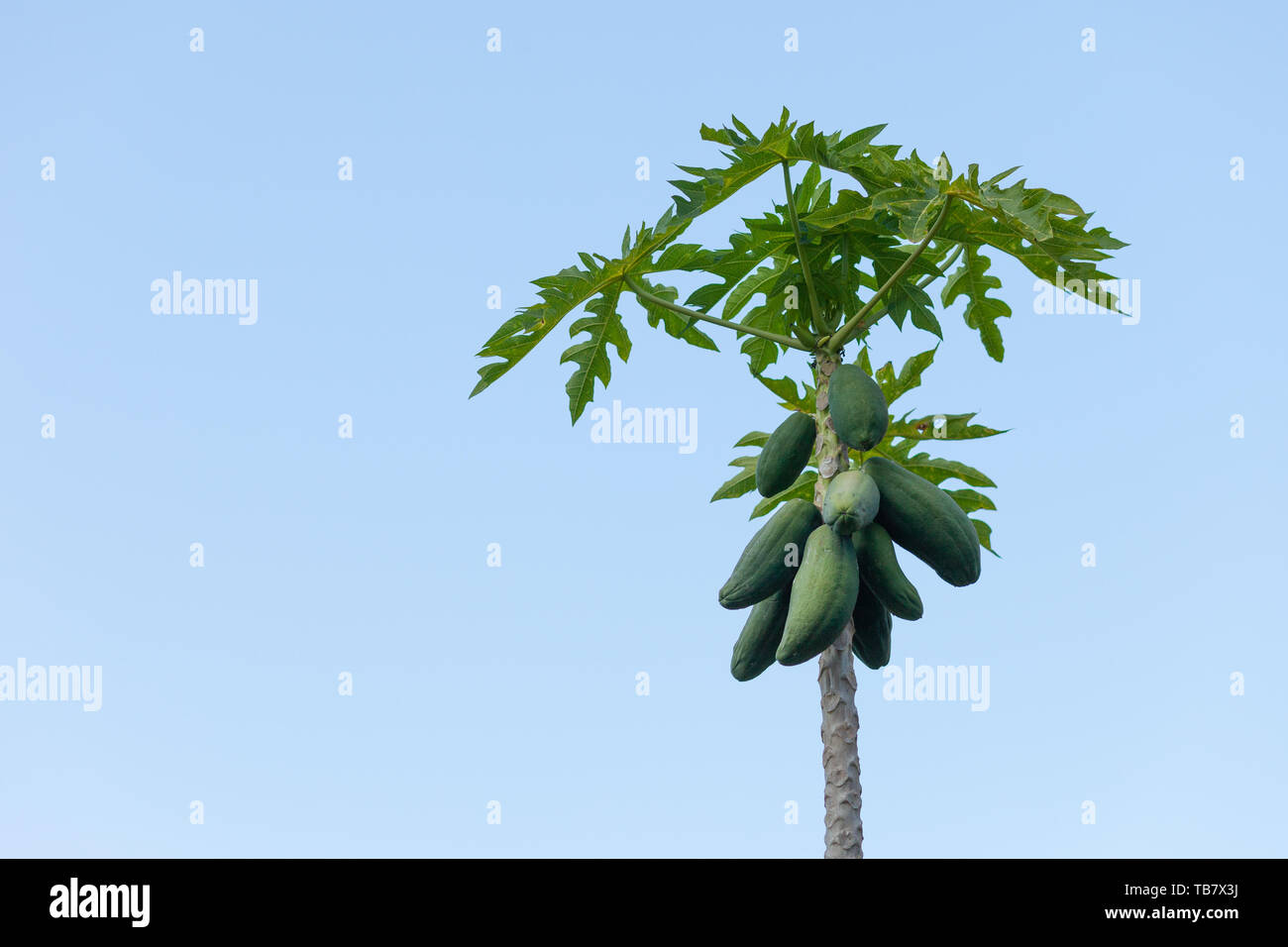 Carica papaya tree growing in the north of Thailand Stock Photo - Alamy