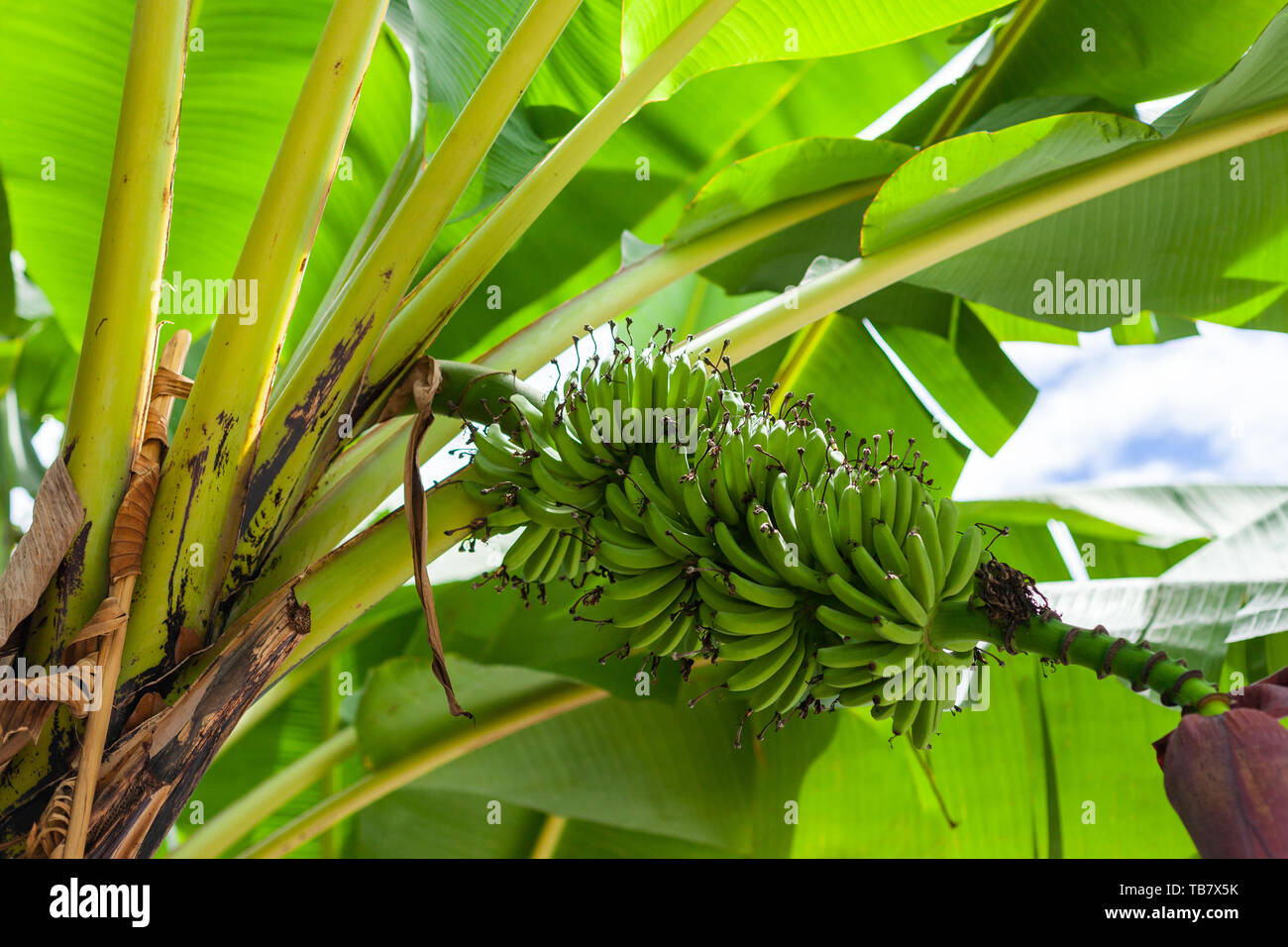 Banana (Musa acuminata) tree, Sumatra, Indonesia Stock Photo