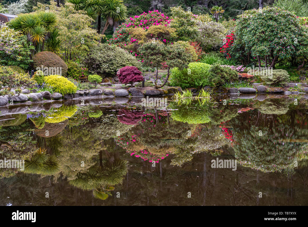 Flowering plants reflect in the lily pond at Shore Acres State Park, Coos Bay, Oregon Stock
