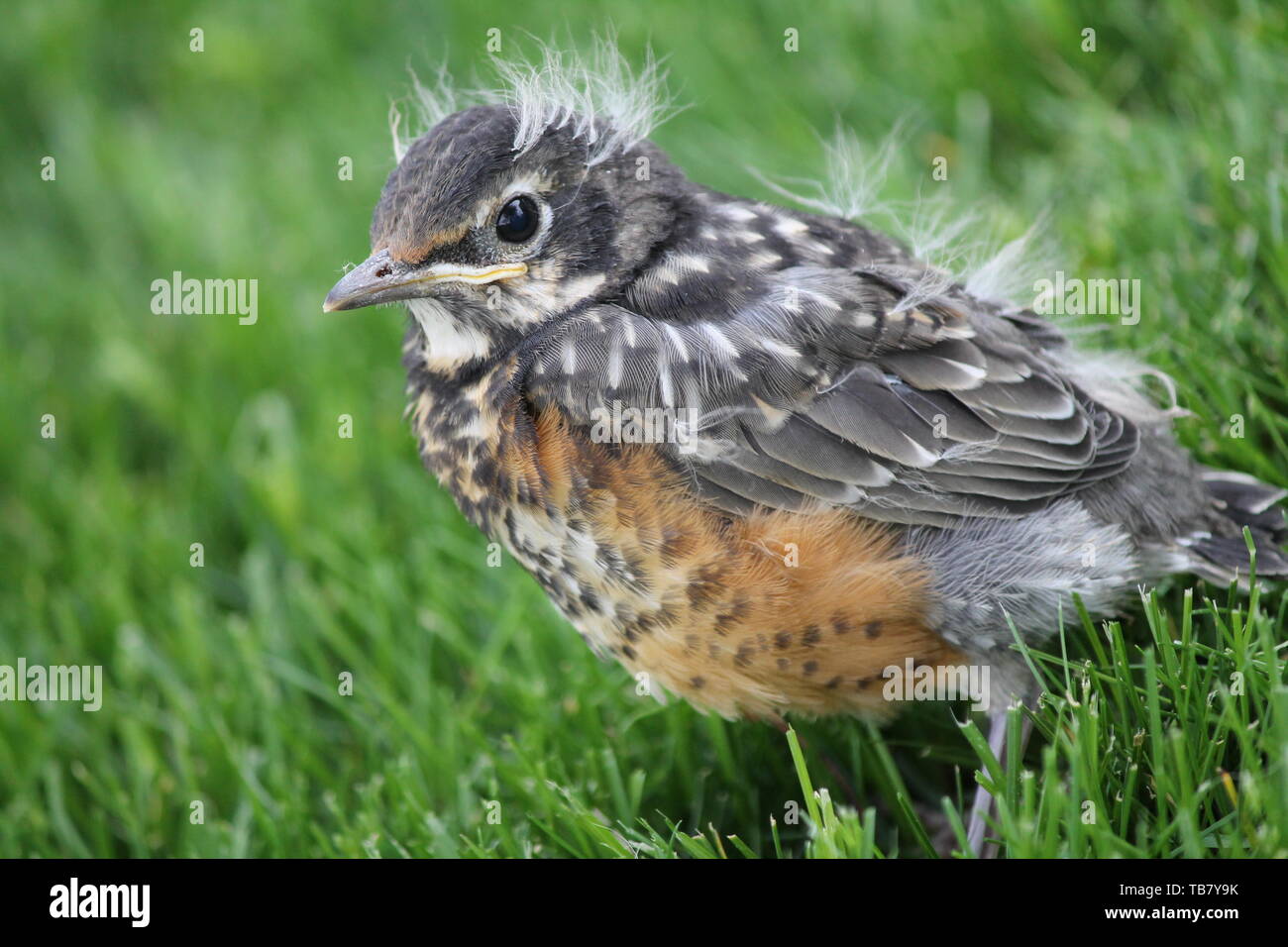 Robin fledgling in grass Stock Photo Alamy