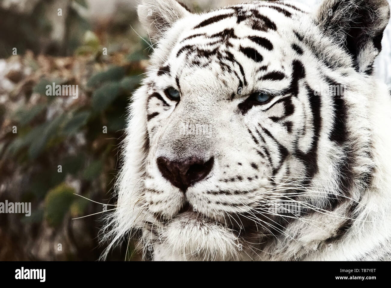 Bengal White Tiger Close Up (Panthera tigris tigris Stock Photo Alamy