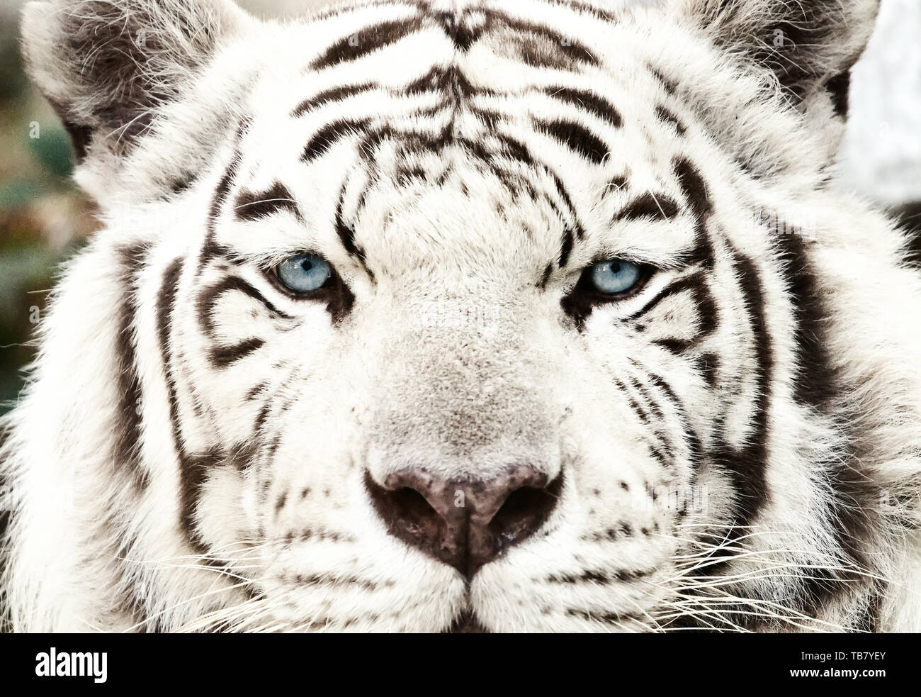 Bengal White Tiger Close Up (Panthera tigris tigris Stock Photo Alamy
