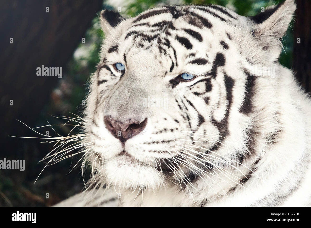 Bengal White Tiger Close Up (Panthera tigris tigris Stock Photo - Alamy