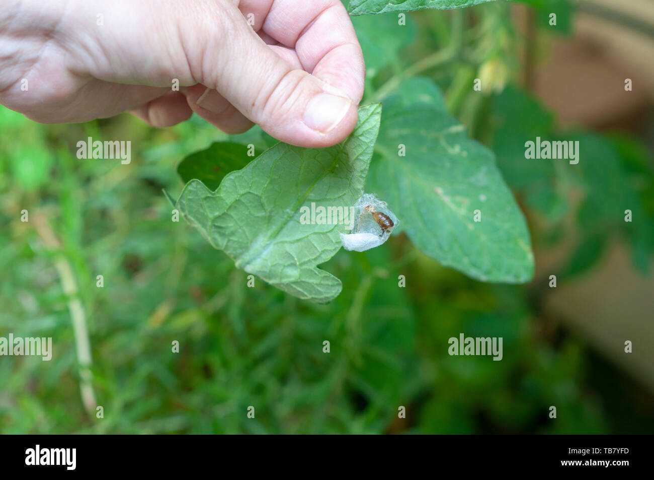 Caterpillar builds its cocoon on a leaf Photographed in Israel in May Stock Photo