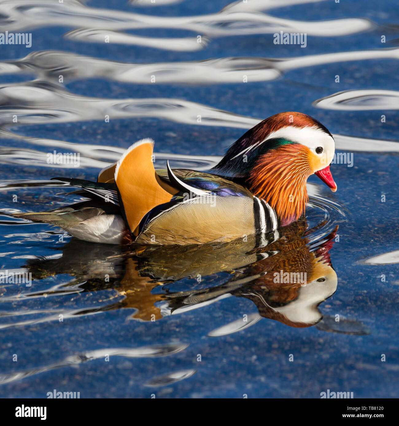 colorful mandarin duck (aix galericulata)swimming in water Stock Photo ...