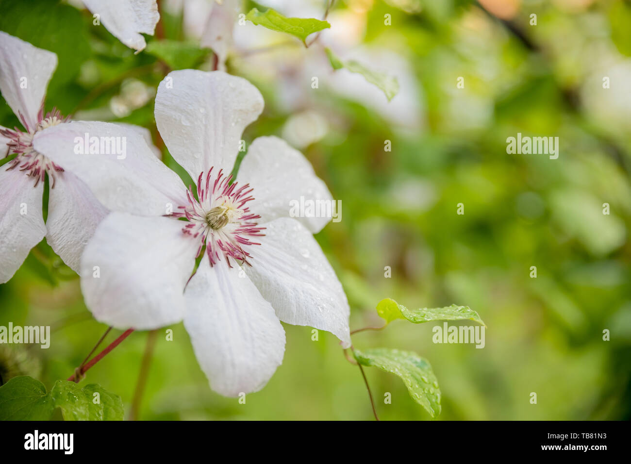 Clematis armandii. Scented evergreen spring flowering clematis with