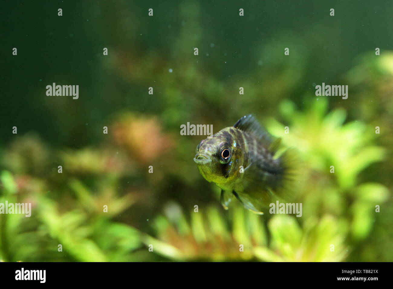 Young yellow dwarf cichlid in a planted aquarium Stock Photo