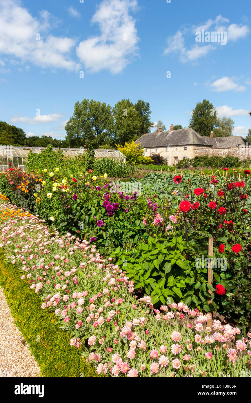 Colourful dahlias and summer bedding plants surround the vegetable