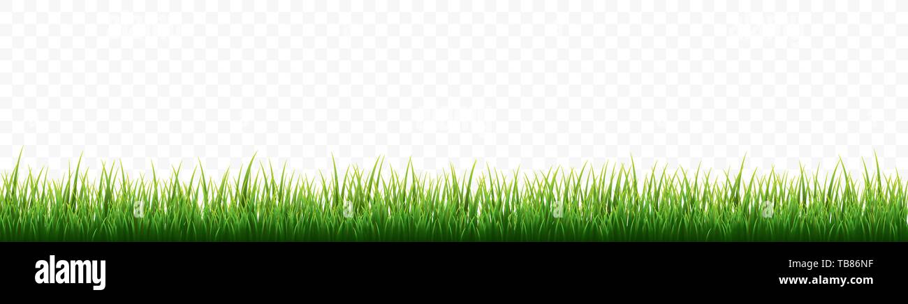 Green grass border set on white background. Vector Illustration Stock ...