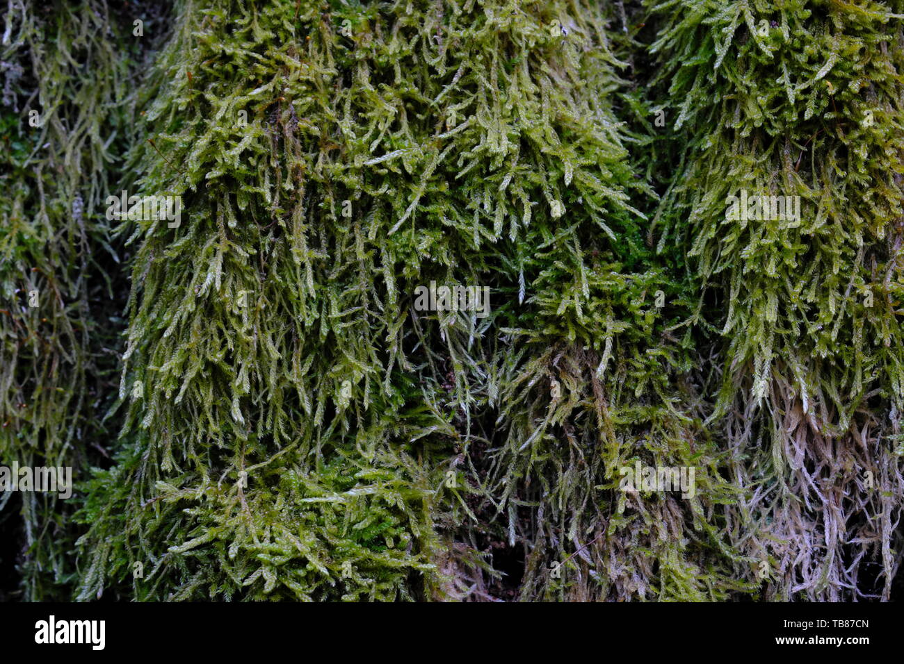 Tree moss close up in spring background, Bialowieza Forest, Poland ...