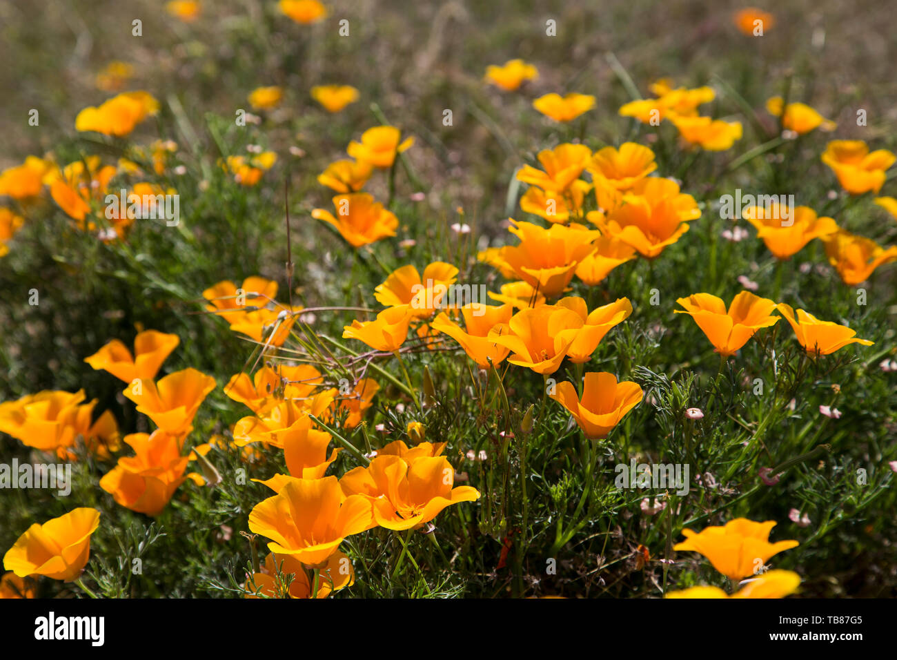 Orange California poppies in bloom. Stock Photo