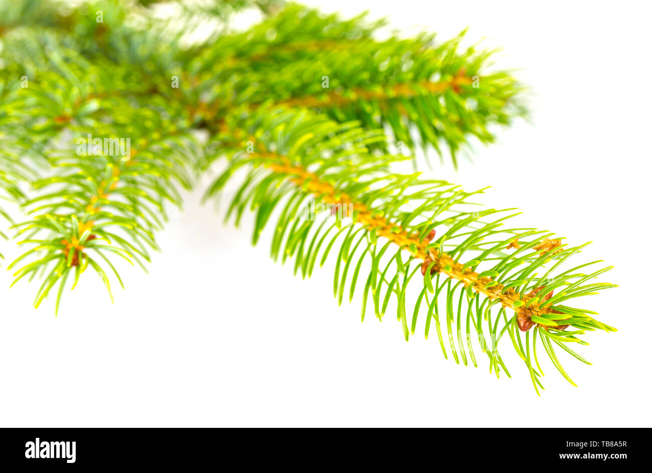 Fir tree branch isolated on a white background Stock Photo - Alamy