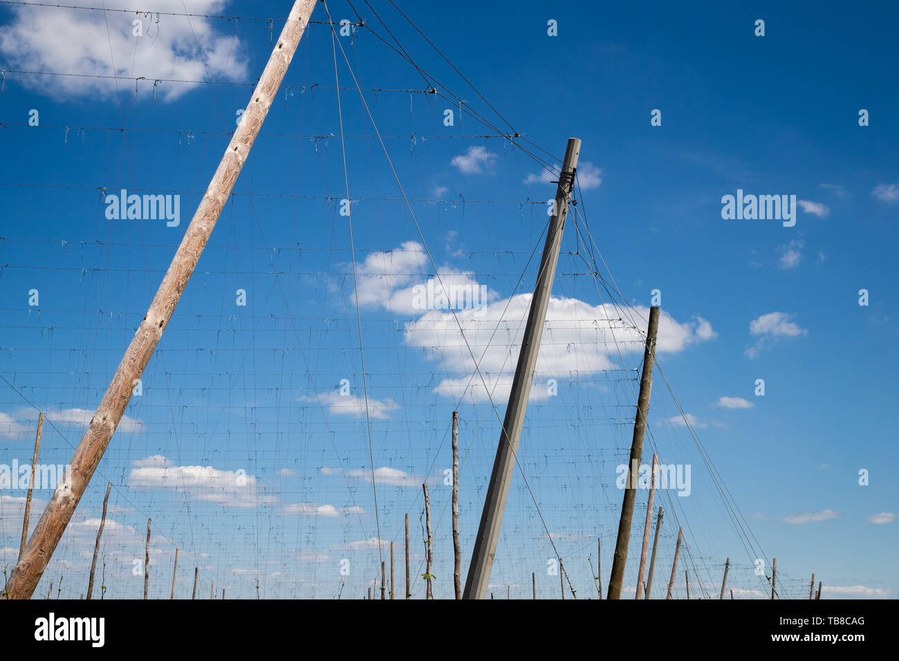 30 May 2019, Bavaria, Oberrüssselbach: Climbing aids for the winching up of hop plants rise into the sky on a hop field. At the high sites, the hops grow upwards on wires in the summer. (Name of place rectified) Photo: Daniel Karmann/dpa Stock Photo