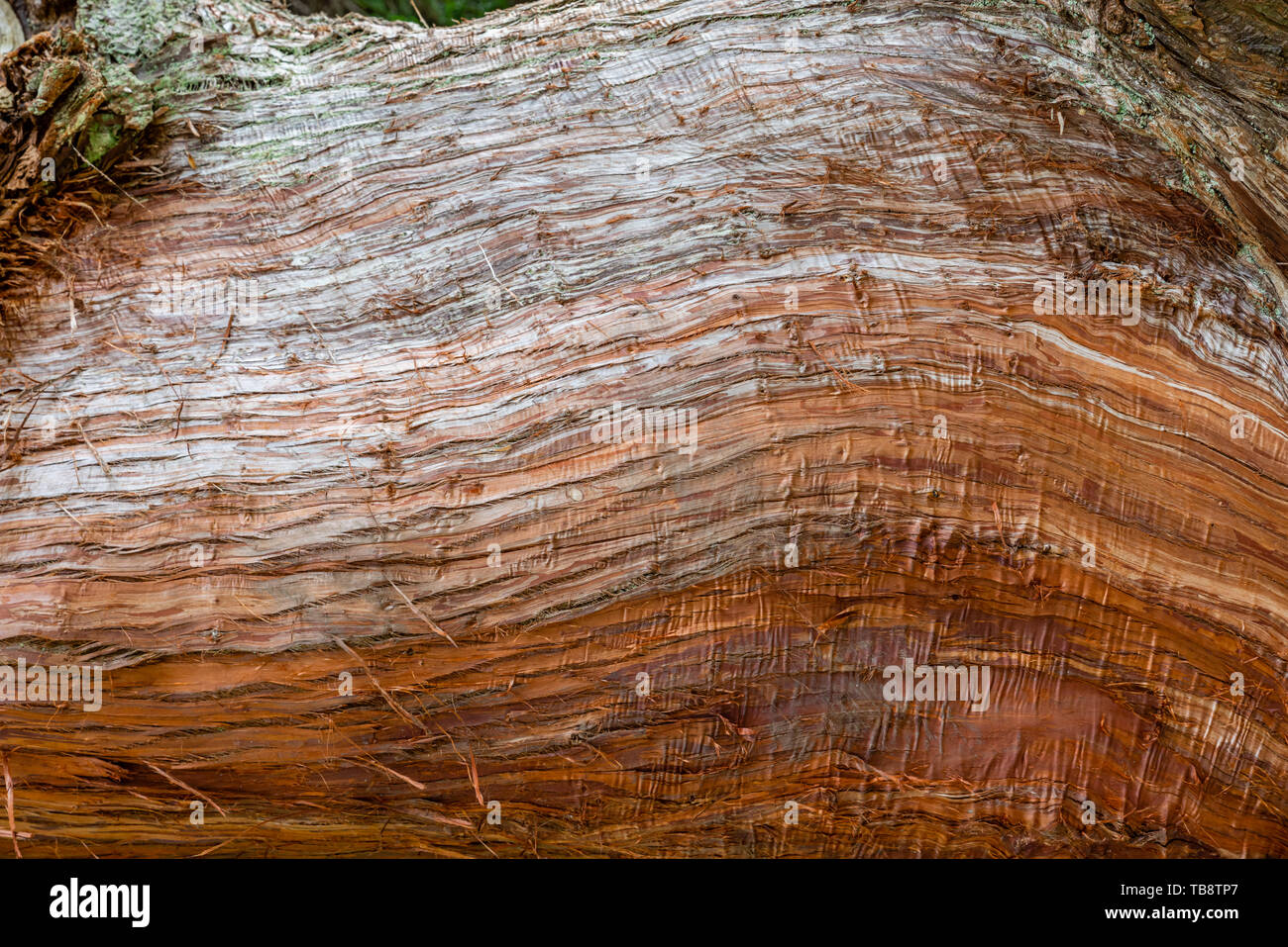 Interesting pattern in the trunk of a tree at Shore Acres State Park, Coos Bay, Oregon Stock Photo