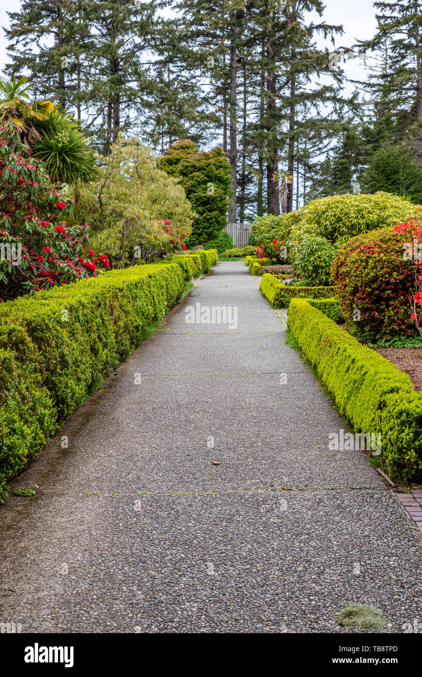 Buxus Microphylla High Resolution Stock Photography and Images - Alamy