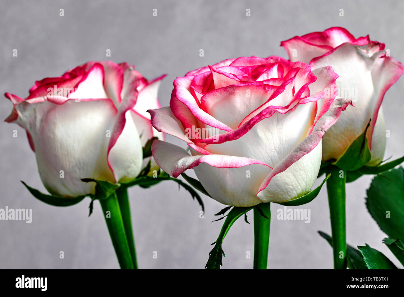 white rose with red and pink edges on a gray background holiday