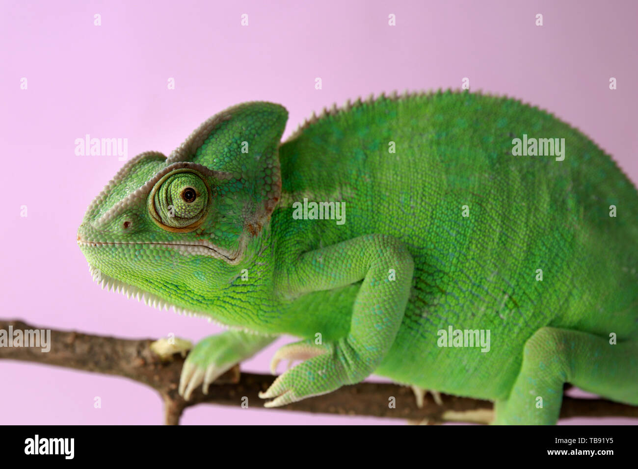 Cute green chameleon on branch against color background Stock Photo Alamy