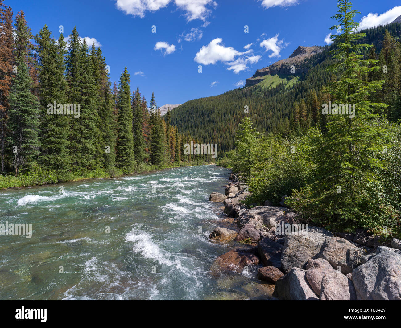 River flowing through forest, Maligne River, Maligne Lake, Maligne Lake Road, Jasper National Park, Jasper, Alberta, Canada Stock Photo