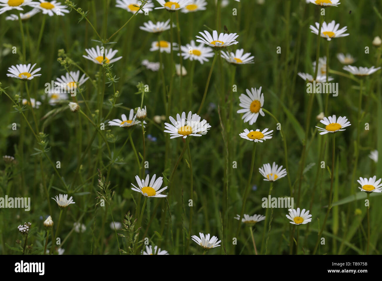 White daisies bloom in summer in the meadow Stock Photo