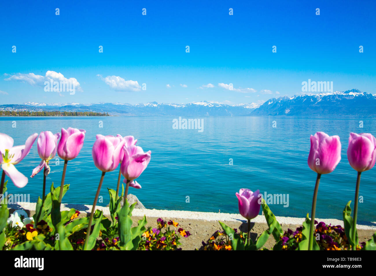 Tulip flowers growing on Lake Geneva shore in Lausanne Stock Photo Alamy