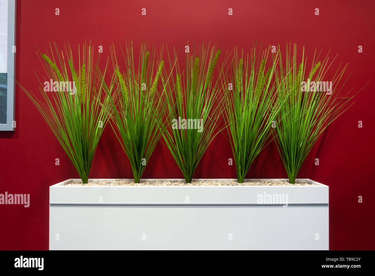 Corporate Office Decoration Green Plants on Red Background Modern