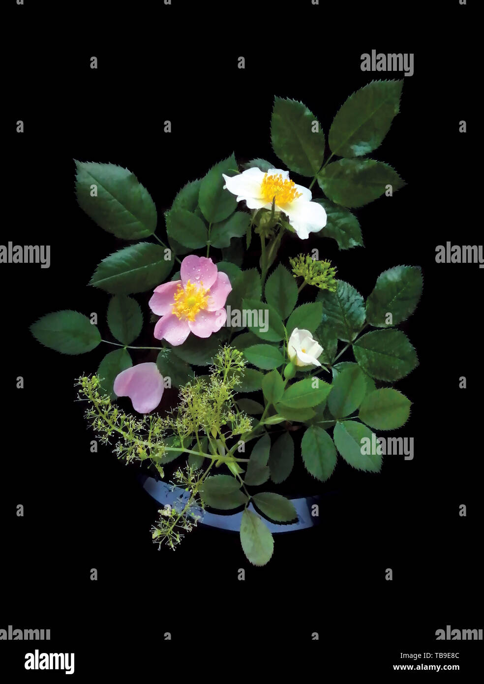White and pink flowers, wild rose with greens on a black background, decorative poster for the interior. Stock Photo