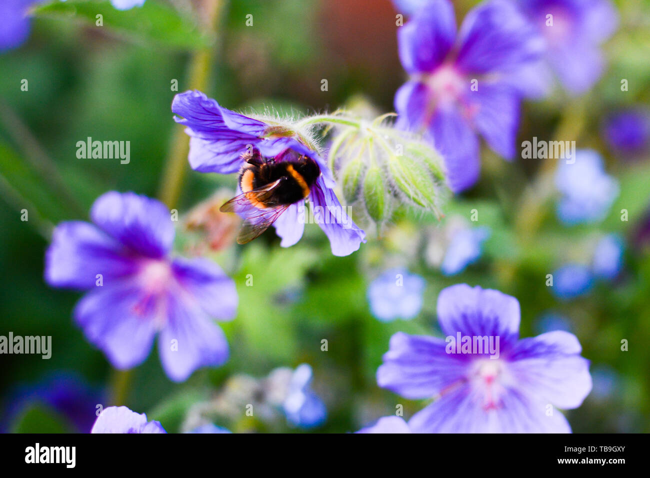 Bee collecting pollen from plants and flowers. Bumble bee or honey bee