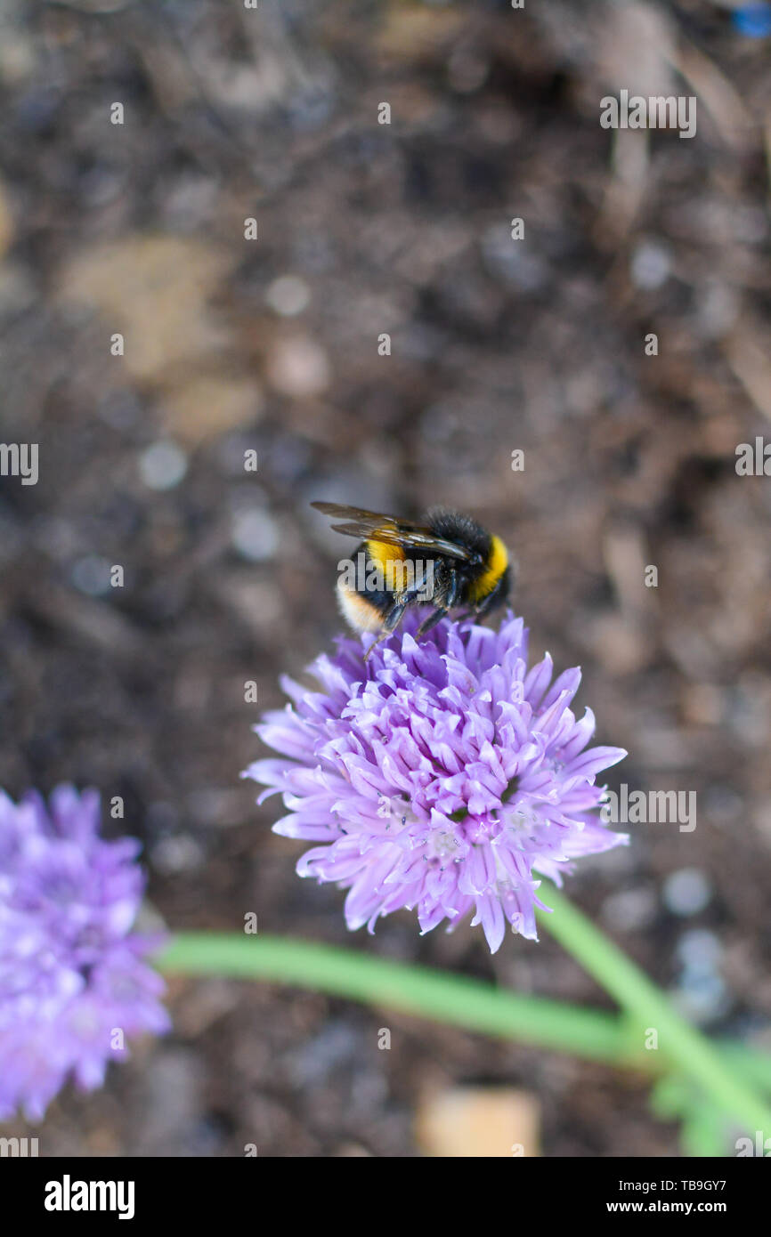 Bee collecting pollen from plants and flowers. Bumble bee or honey bee
