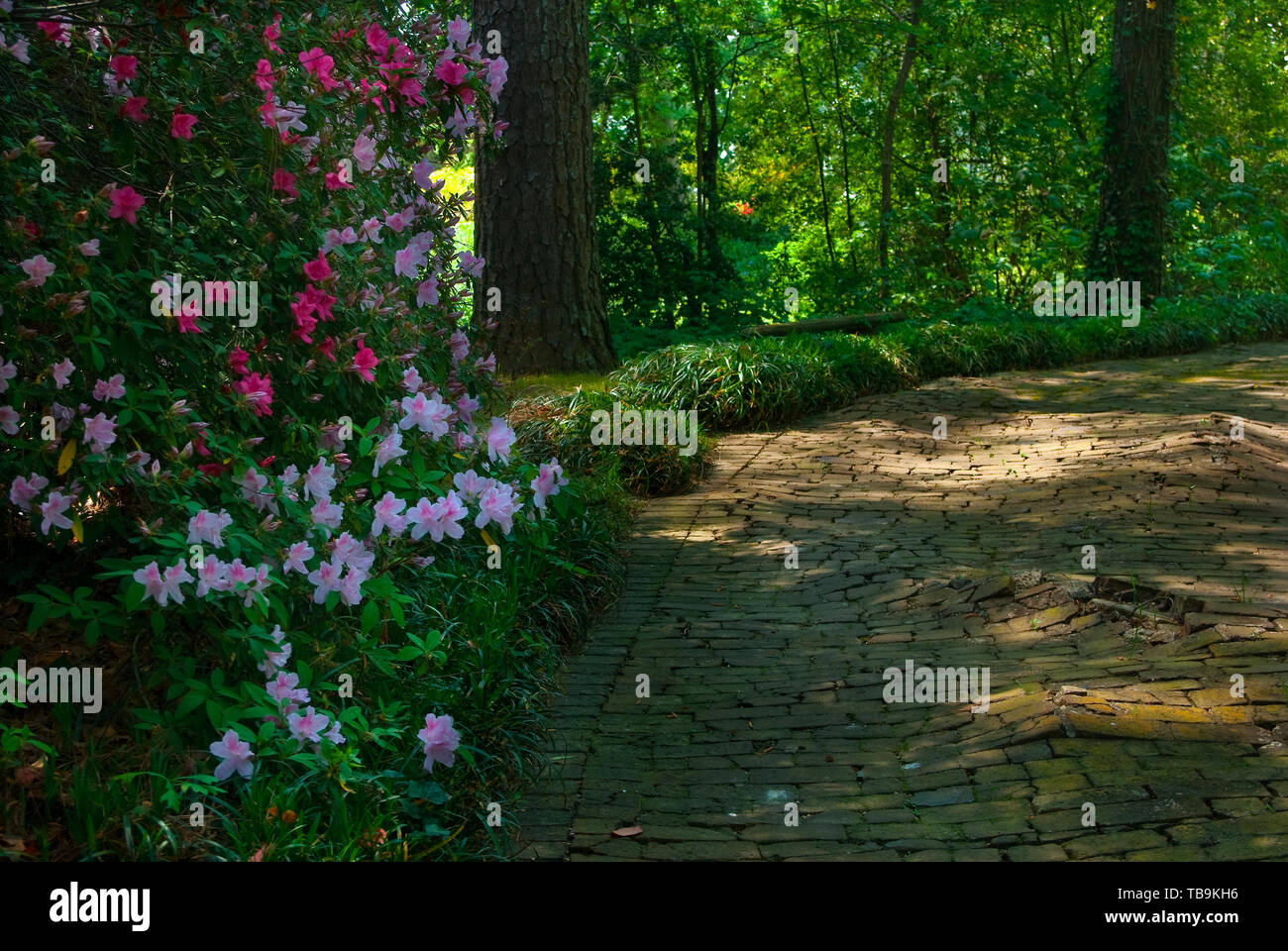 Pink azaleas line a shaded path in the gardens of Rosewood Manor, also known as the Sykes-Leigh House, April 16, 2010, in Columbus, Mississippi. Stock Photo