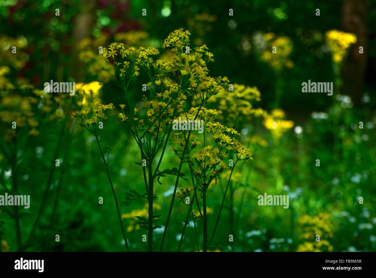 Wildflowers bloom at Waverly Mansion in Columbus, Mississippi, April 20, 2010. Stock Photo