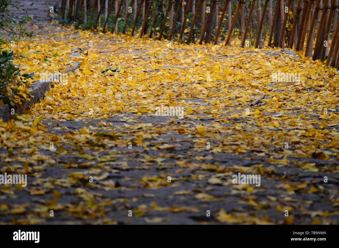 Golden leaves on the ground hi-res stock photography and images - Alamy