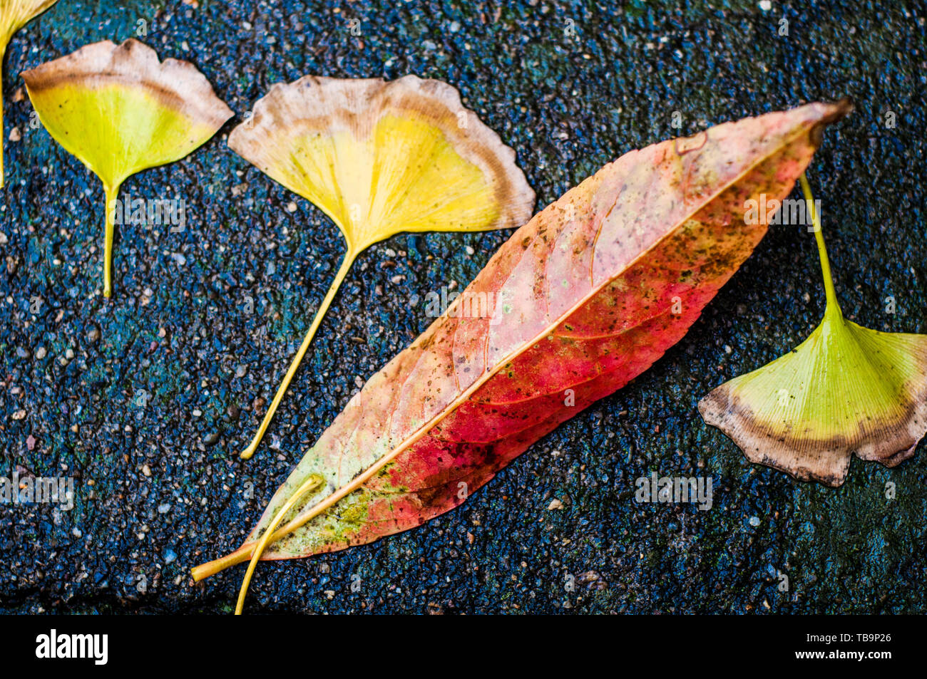 On withered leaves hi-res stock photography and images - Alamy