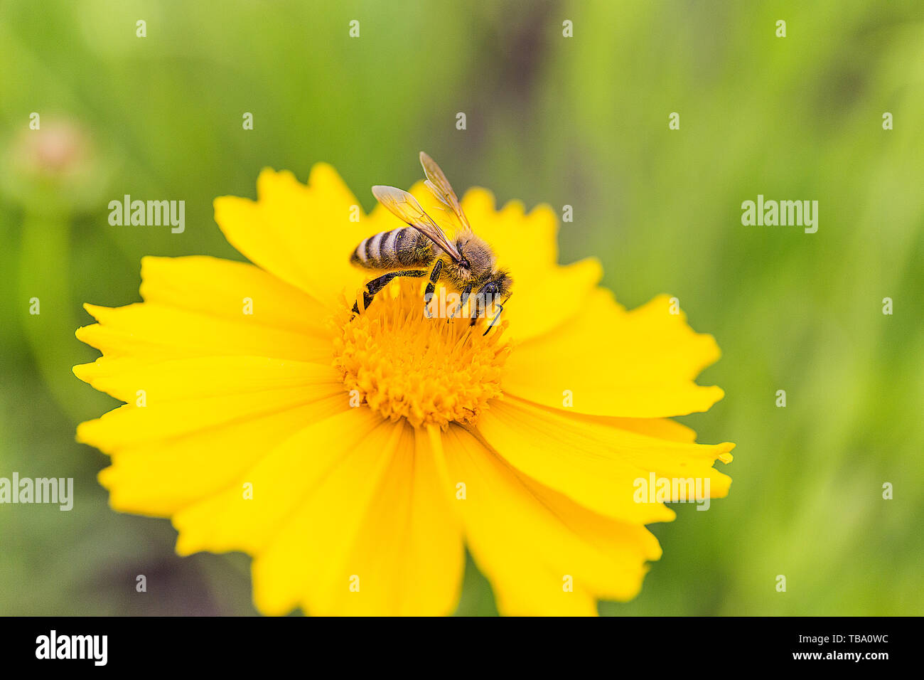 Bees and chrysanthemums Stock Photo Alamy