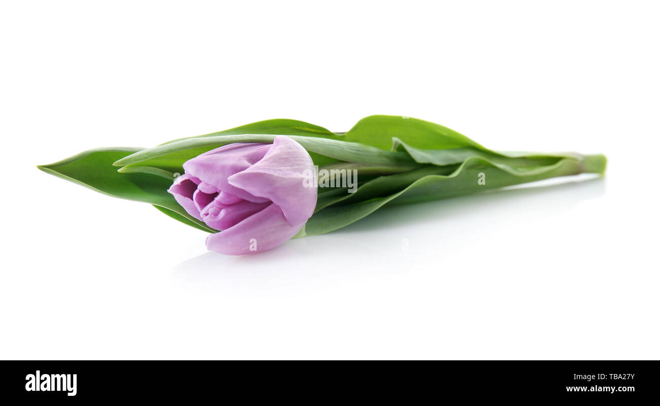 Beautiful fresh tulip on white background Stock Photo - Alamy