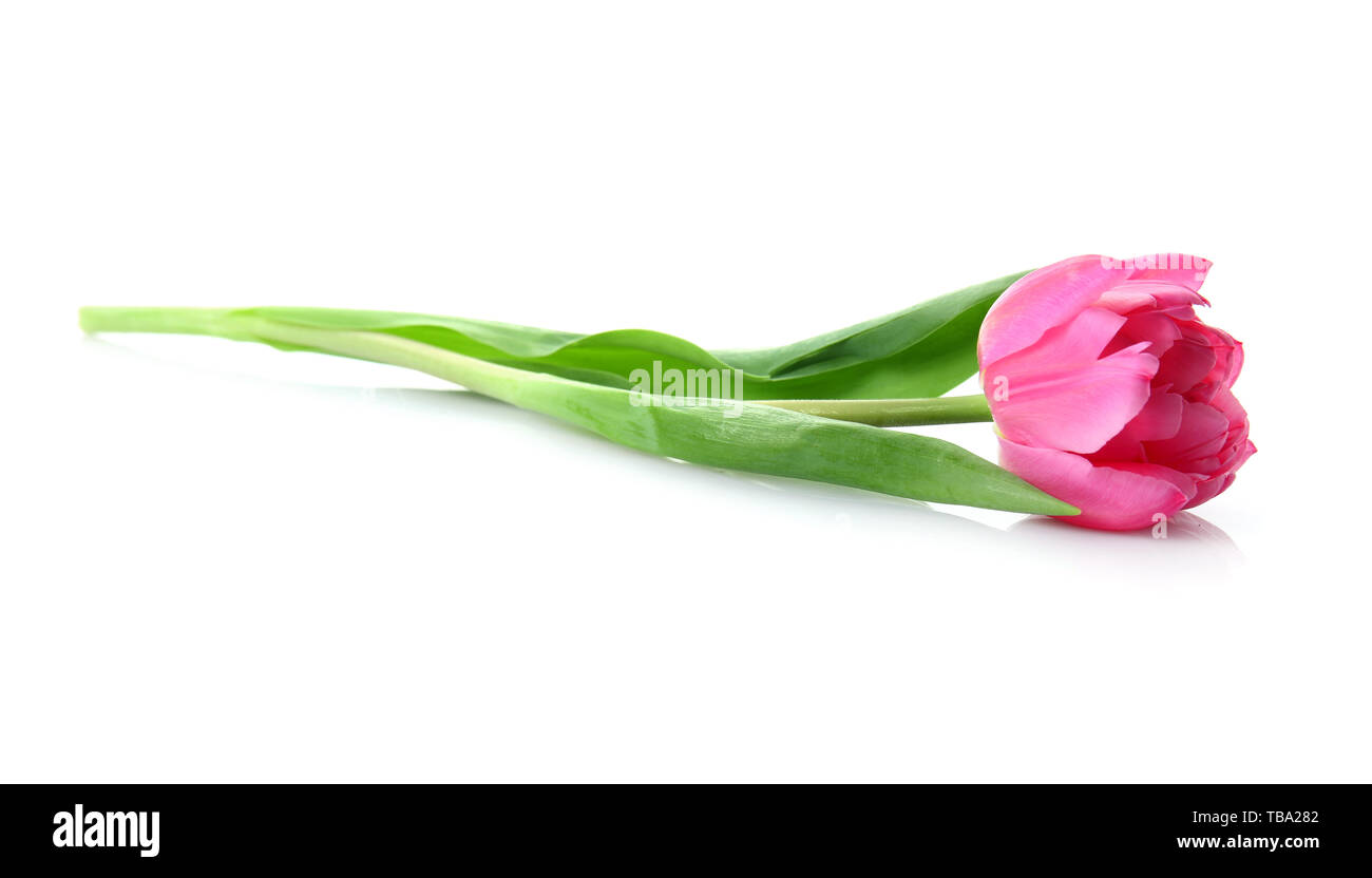 Beautiful fresh tulip on white background Stock Photo - Alamy