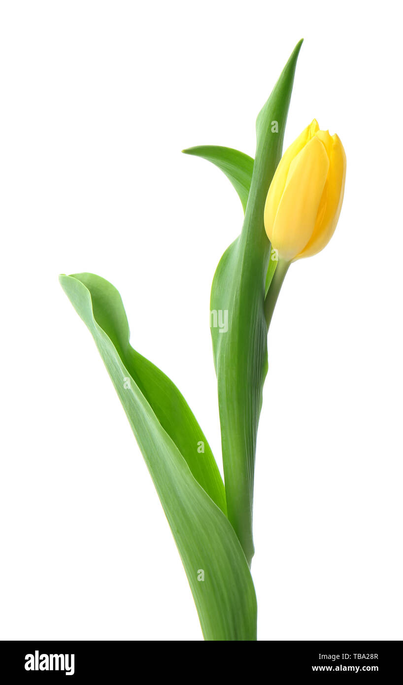 Beautiful fresh tulip on white background Stock Photo - Alamy