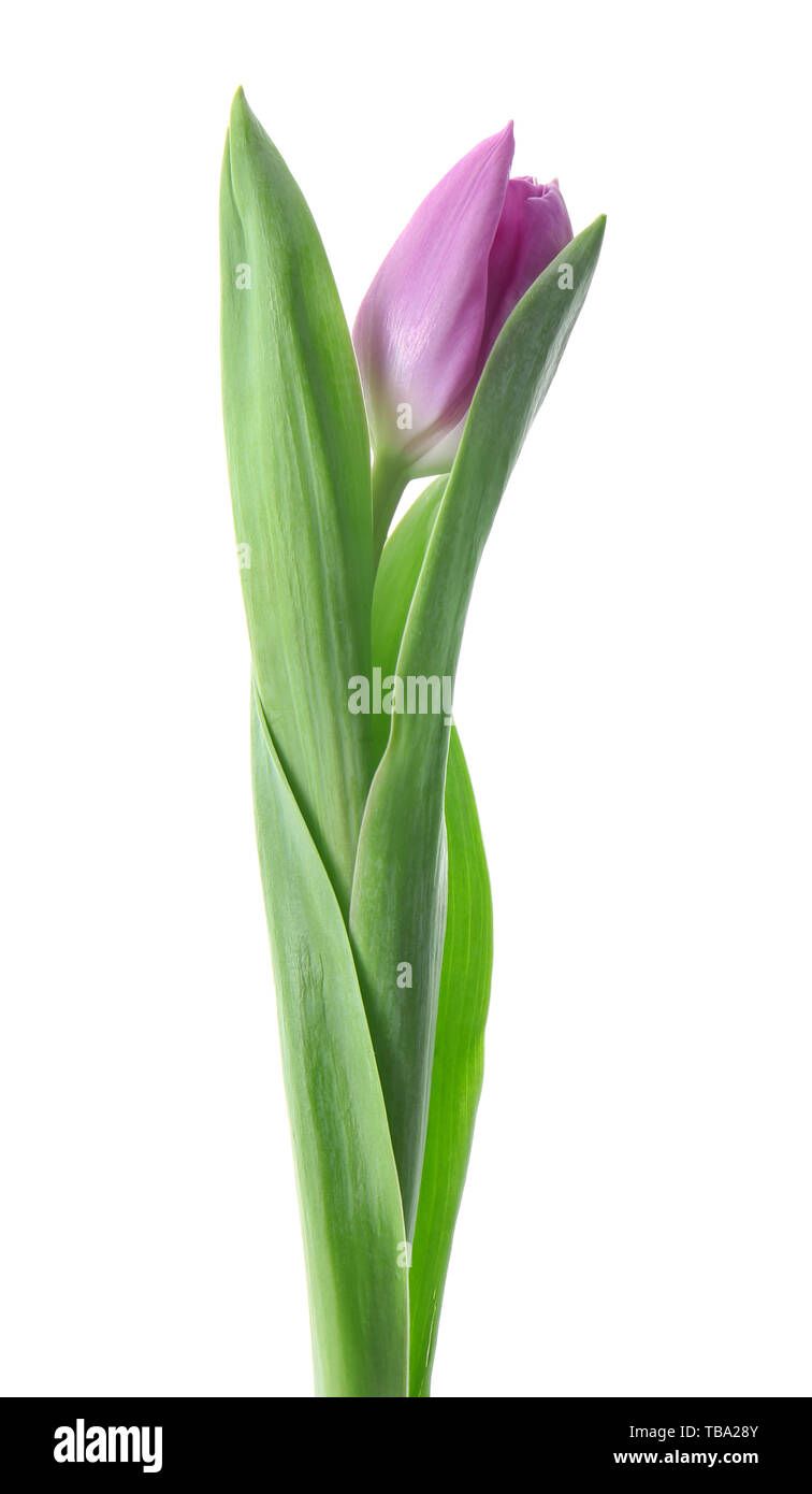 Beautiful fresh tulip on white background Stock Photo - Alamy