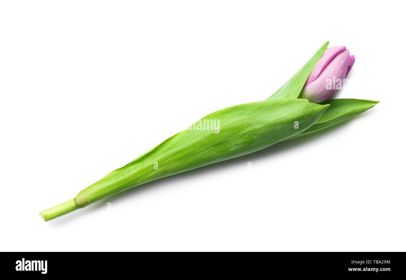 Beautiful fresh tulip on white background Stock Photo - Alamy