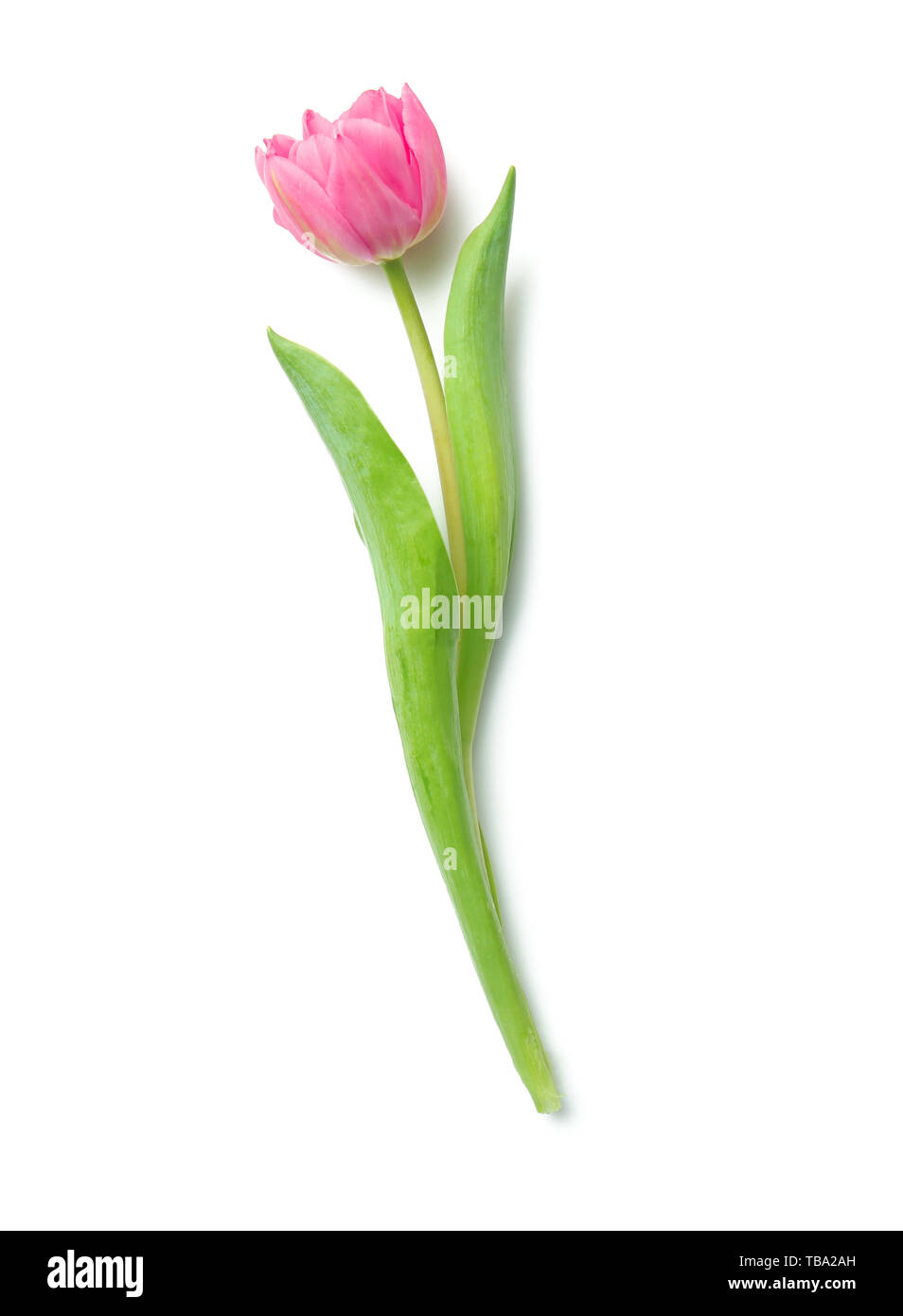 Beautiful fresh tulip on white background Stock Photo - Alamy
