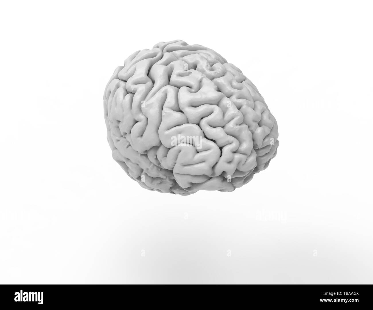 3D rendering of a human brain isolated in studio background Stock Photo ...